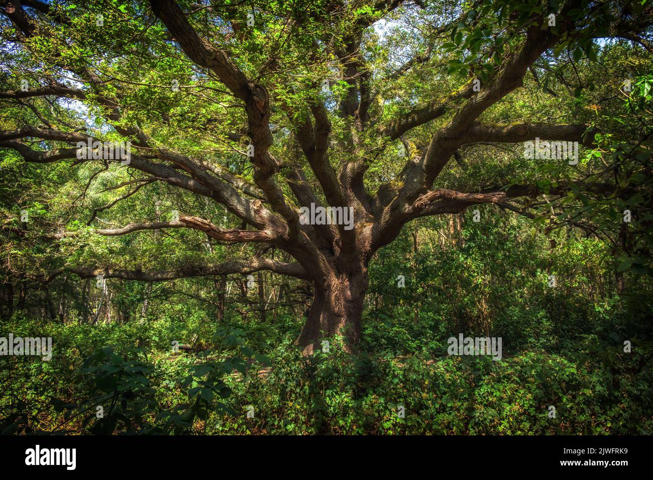 View of a tree surrounded by a dense vegetation in Wimbledon Common Stock Photo