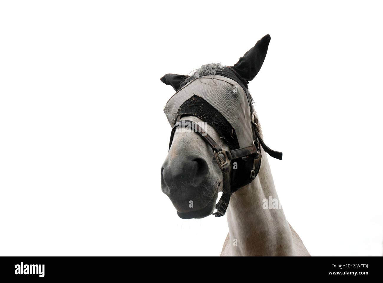 Blindfolded horse hi-res stock photography and images - Alamy