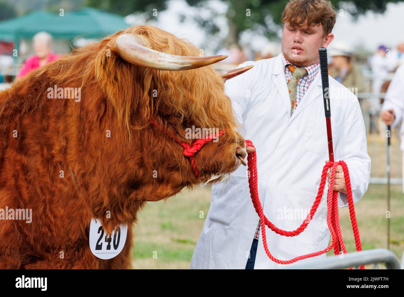 The Moreton-in-Marsh Agricultural Show taking place in Gloustershire. Moreton Show was first held in 1949, on the same site it has occupied ever since - part of the Batsford Estate - although it has been much extended over the years. Its underlying purpose is to improve the standard of farming and farm crafts locally. Stock Photo