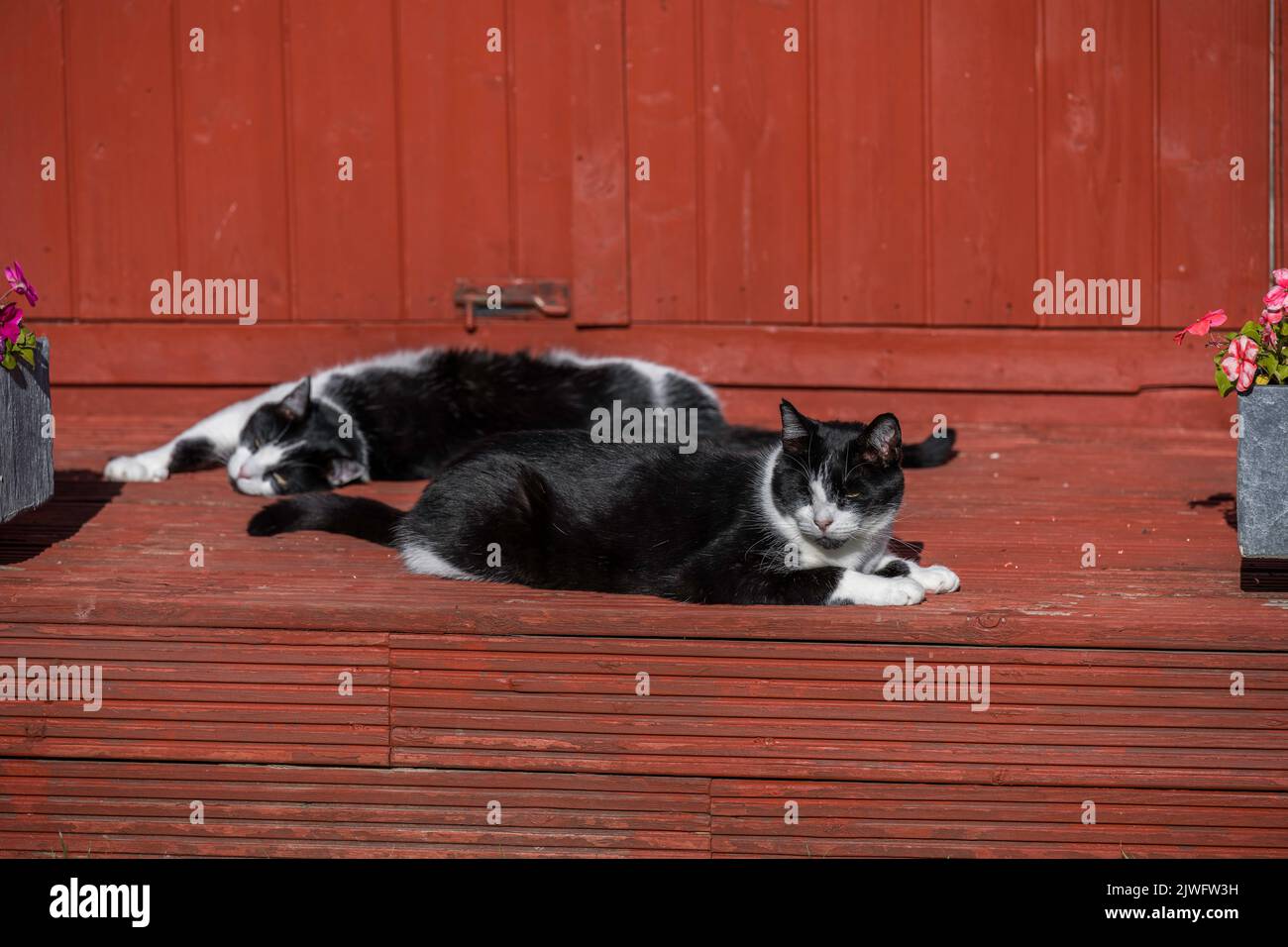 Cat laying on the decks of shed Stock Photo Alamy