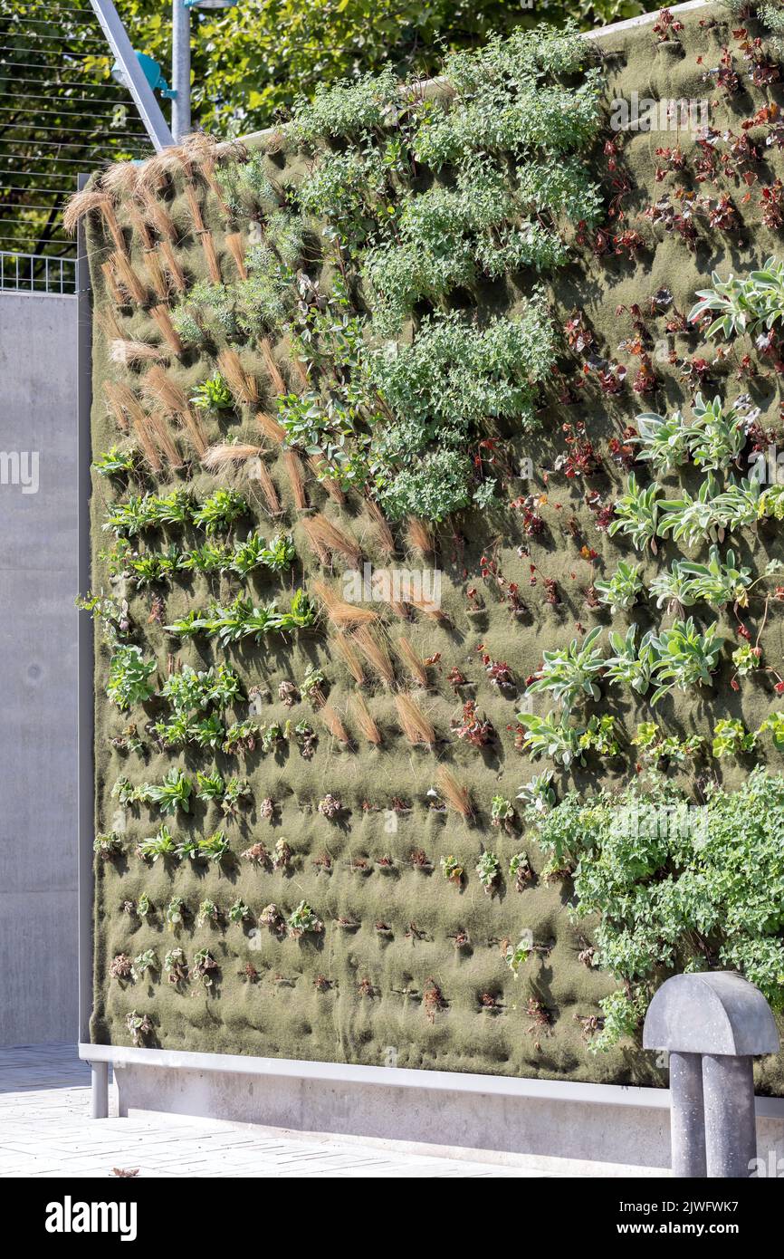 a wall covered with plants and moss serves to improve the air quality Stock Photo