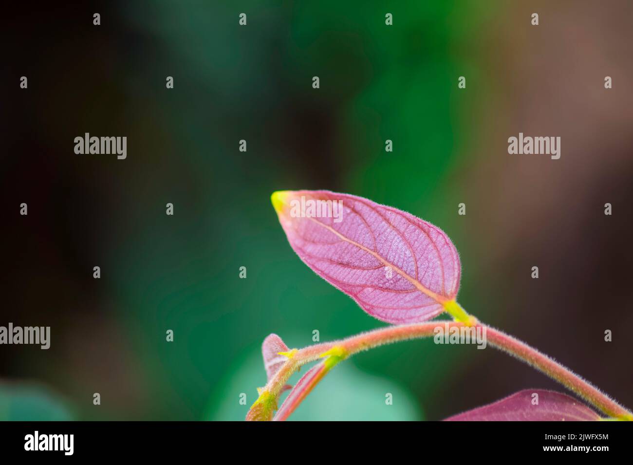 A red plant hi-res stock photography and images - Alamy