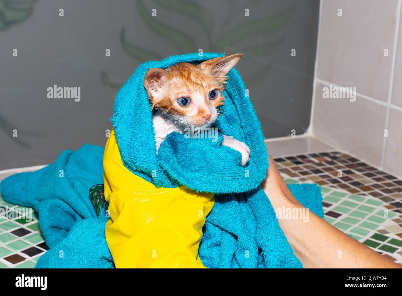 A small wet red kitten is wrapped in a towel after bathing. A