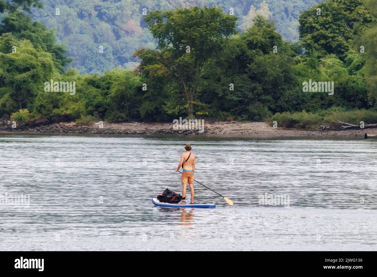 man with back toward camera on a stand up paddle board on a river near the shore with green foliage and trees in the background Stock Photo