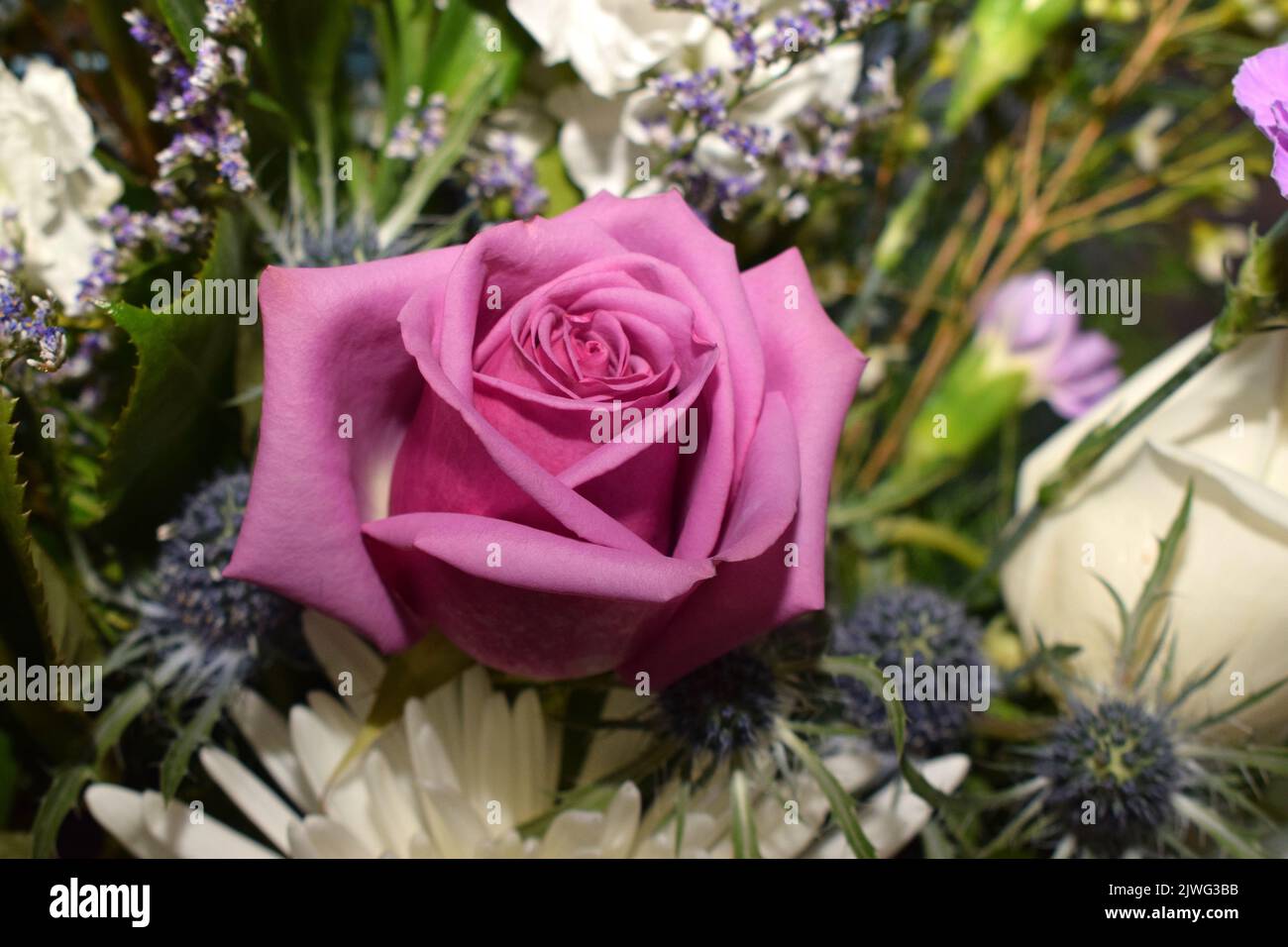 A close up of a rose in a sympathy bouquet Stock Photo