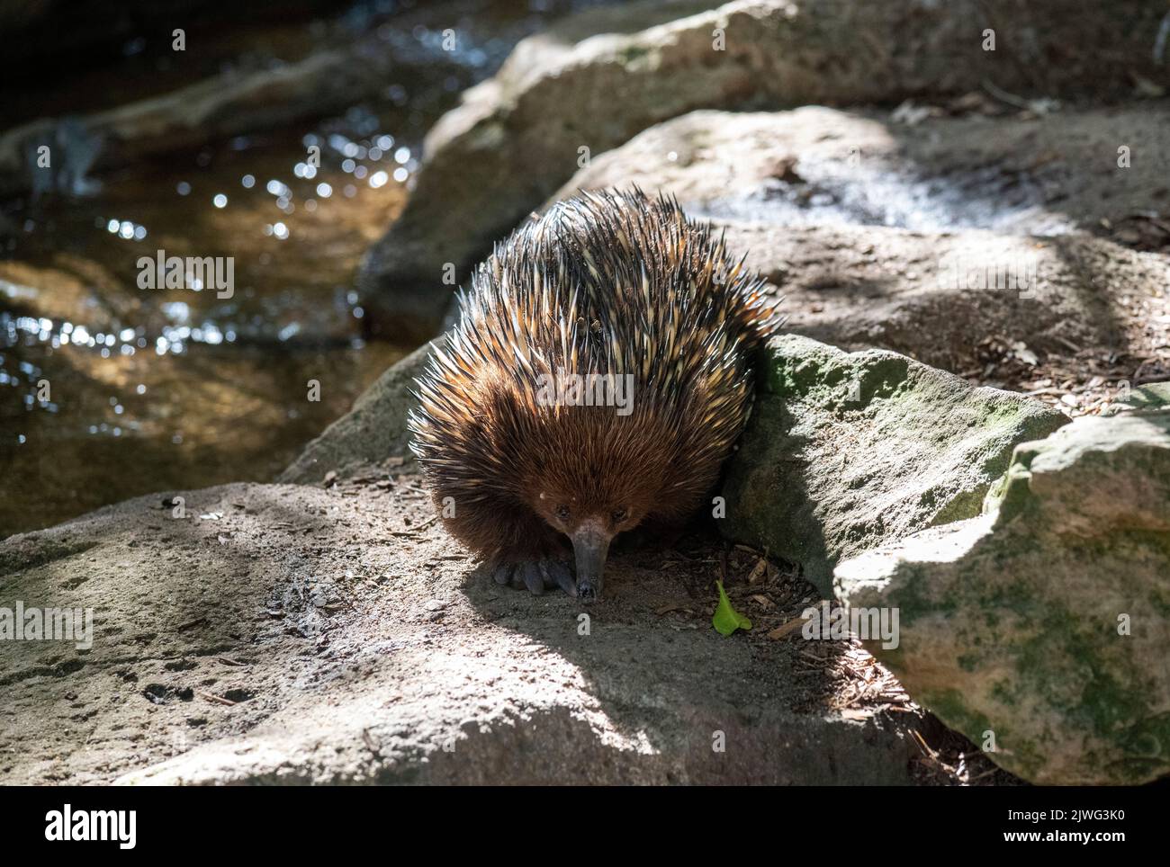 A Short-beaked Echidna (Tachyglossus aculeatus) in Sydney, NSW ...