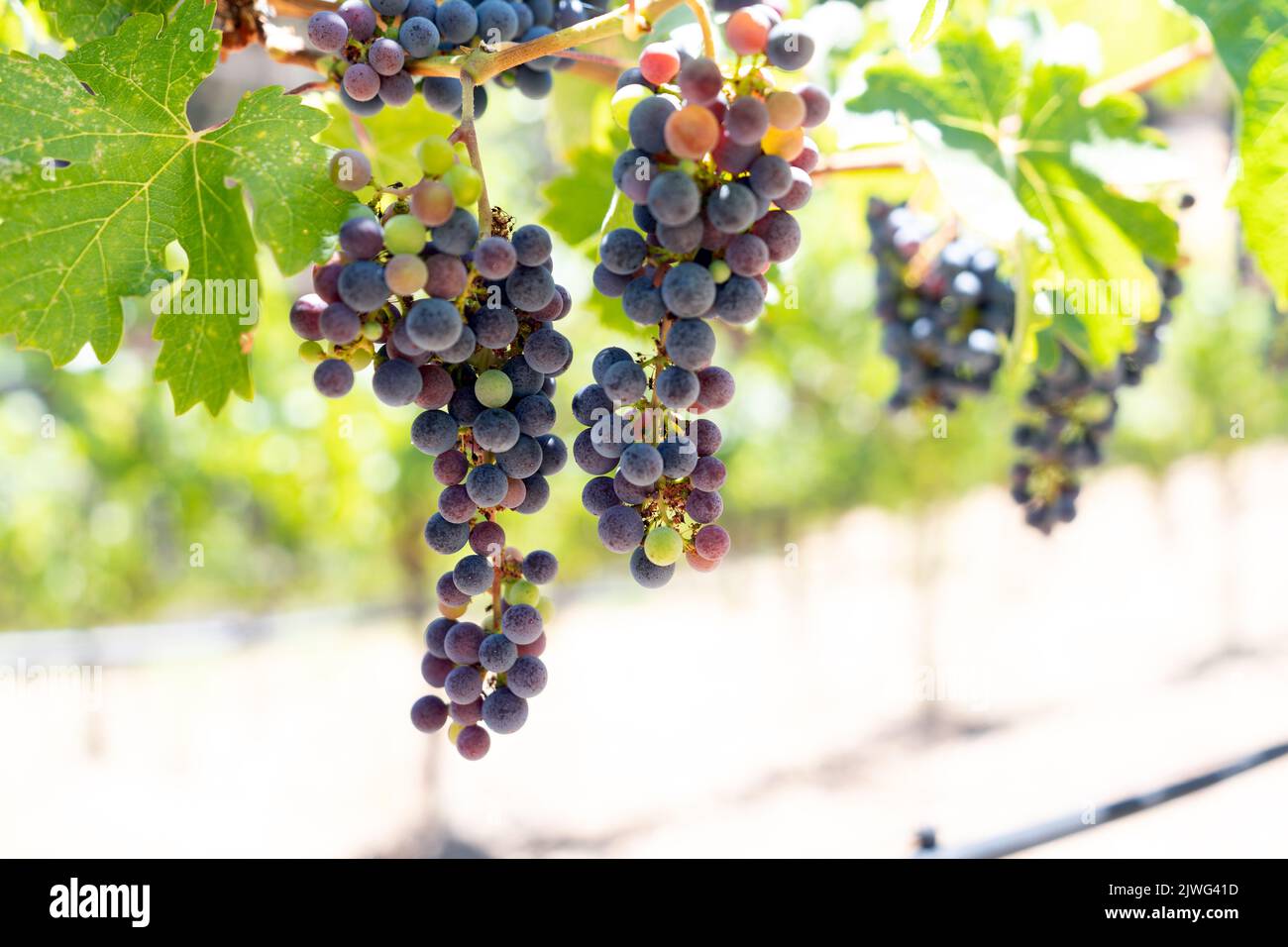 Close-up of bunches of ripe red wine grapes on vine Stock Photo
