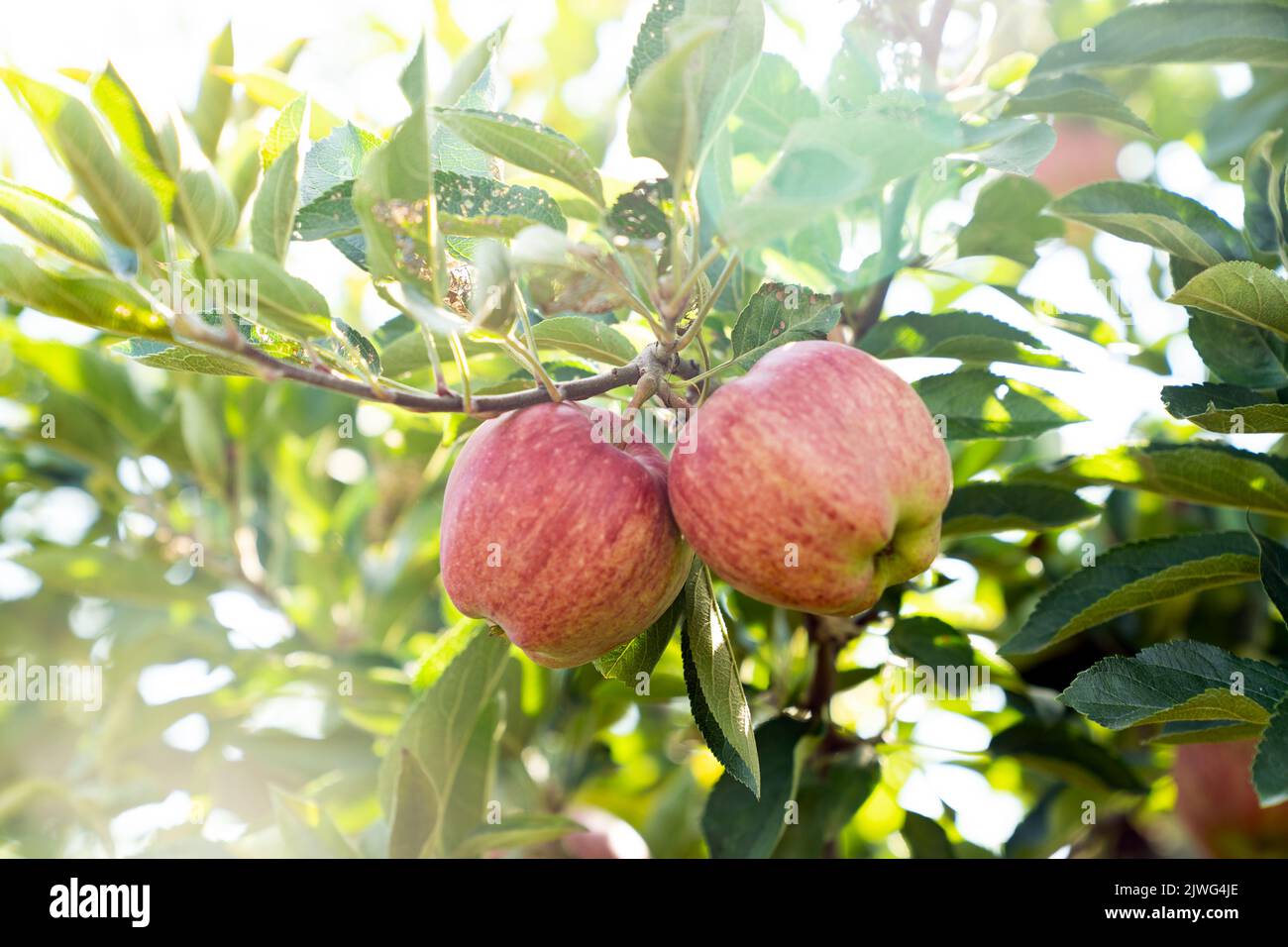 Ripe red apple on a branch of an apple tree Stock Photo