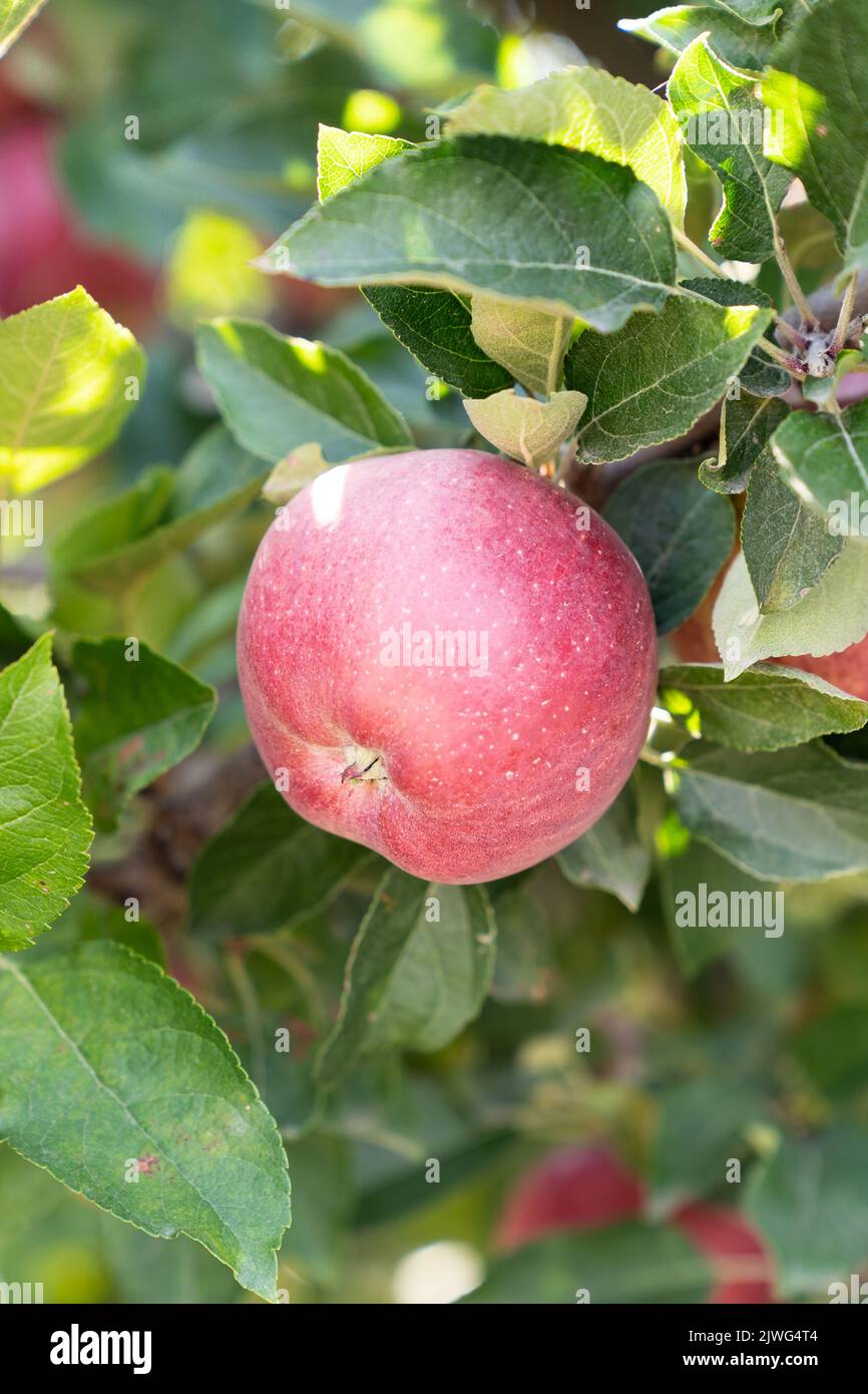 Ripe red apple on a branch of an apple tree Stock Photo