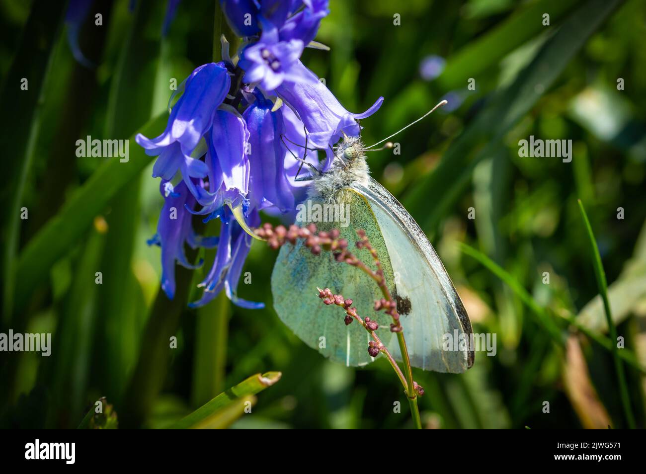 Large White butterfly feeding from a Bluebell Stock Photo