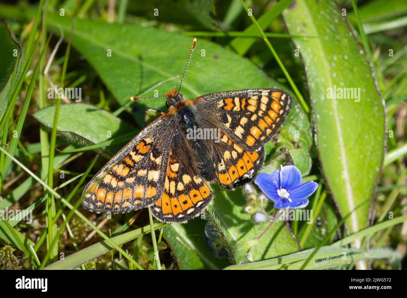 Marsh Fritillary butterfly beside a small blue flower Stock Photo