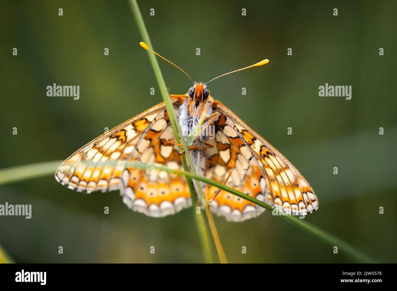 Marsh Fritillary butterfly holding onto a grass stalk Stock Photo