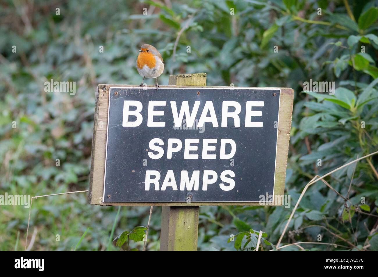 Robin on beware ramps sign Stock Photo