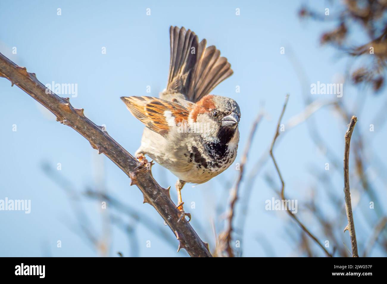 Sparrow in challenging mood Stock Photo