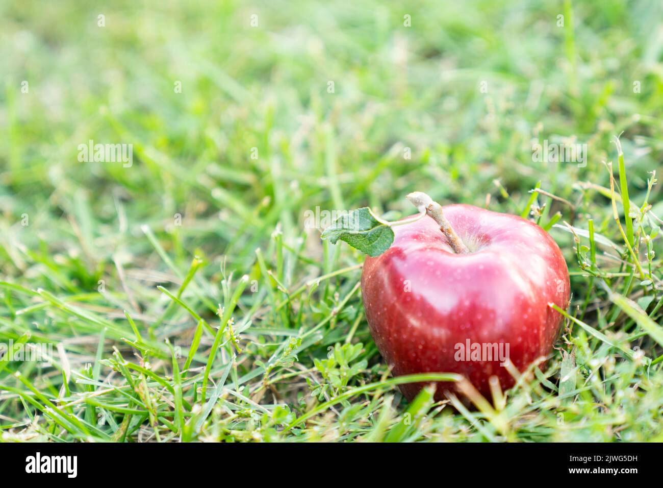 Red ripe apple on the ground in an orchard, garden Stock Photo