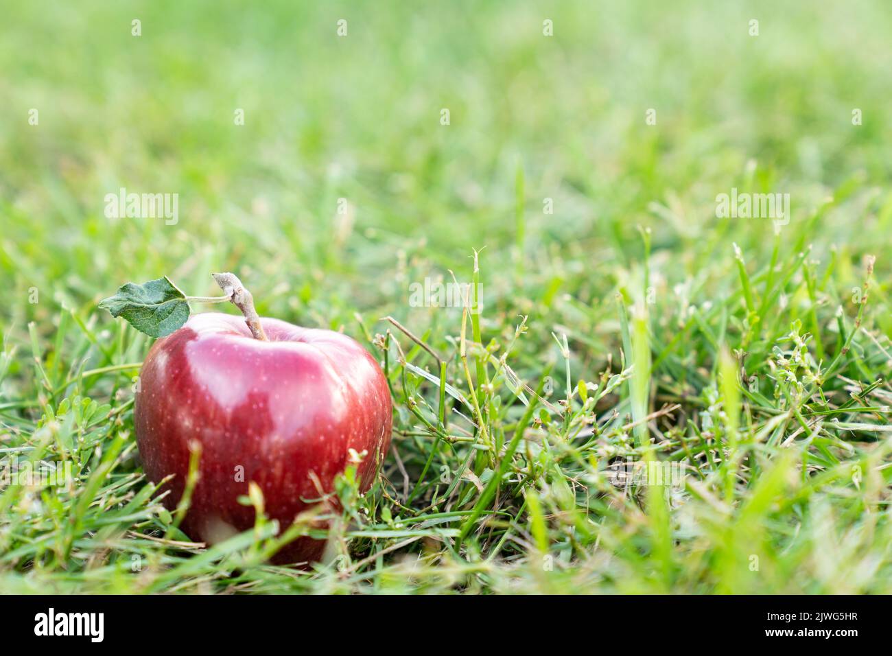Red ripe apple on the ground in an orchard, garden Stock Photo