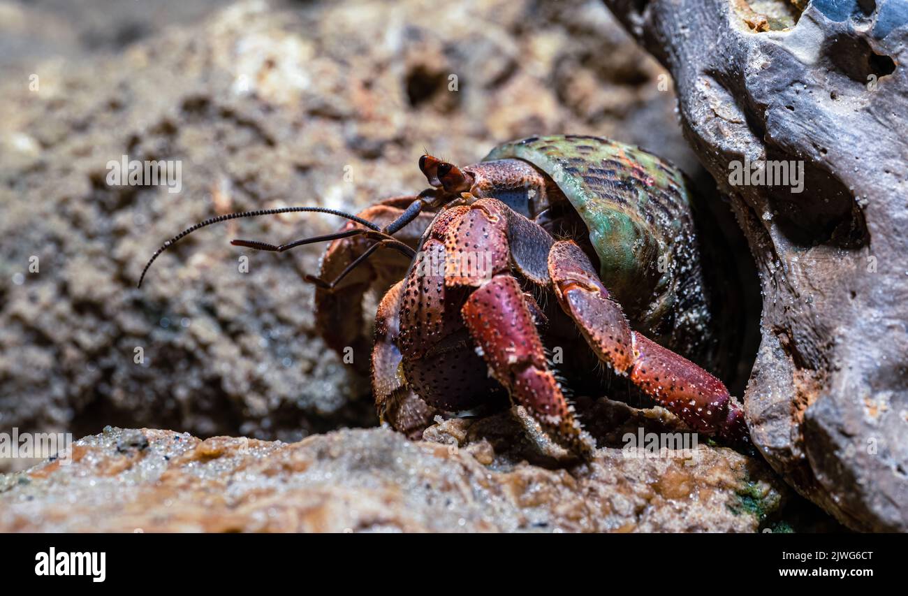 Crawling Hermit Crab (Coenobita clypeatus) Stock Photo