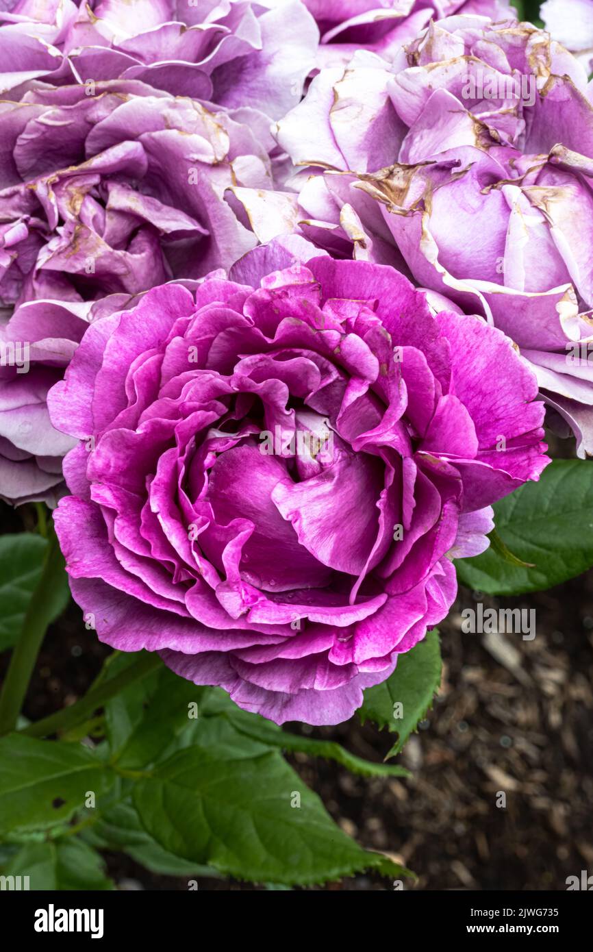 Flowers of ‘Perfume Factory’ Hybrid Tea Rose Stock Photo Alamy