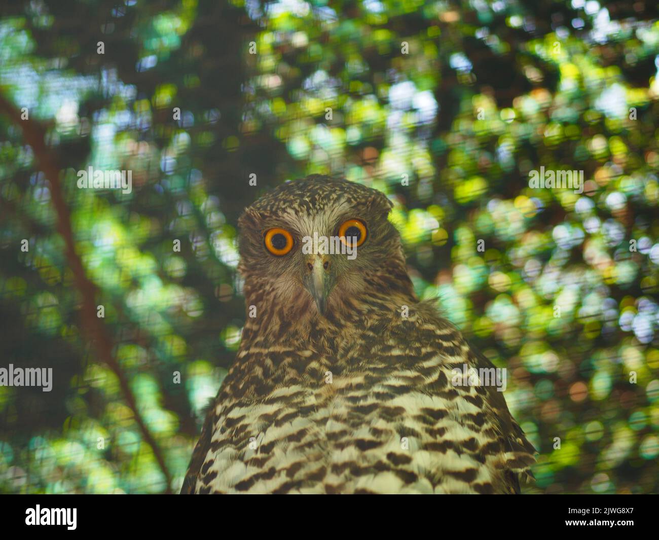 Alert keen-eyed Powerful Owl in a vigilant stance. Stock Photo