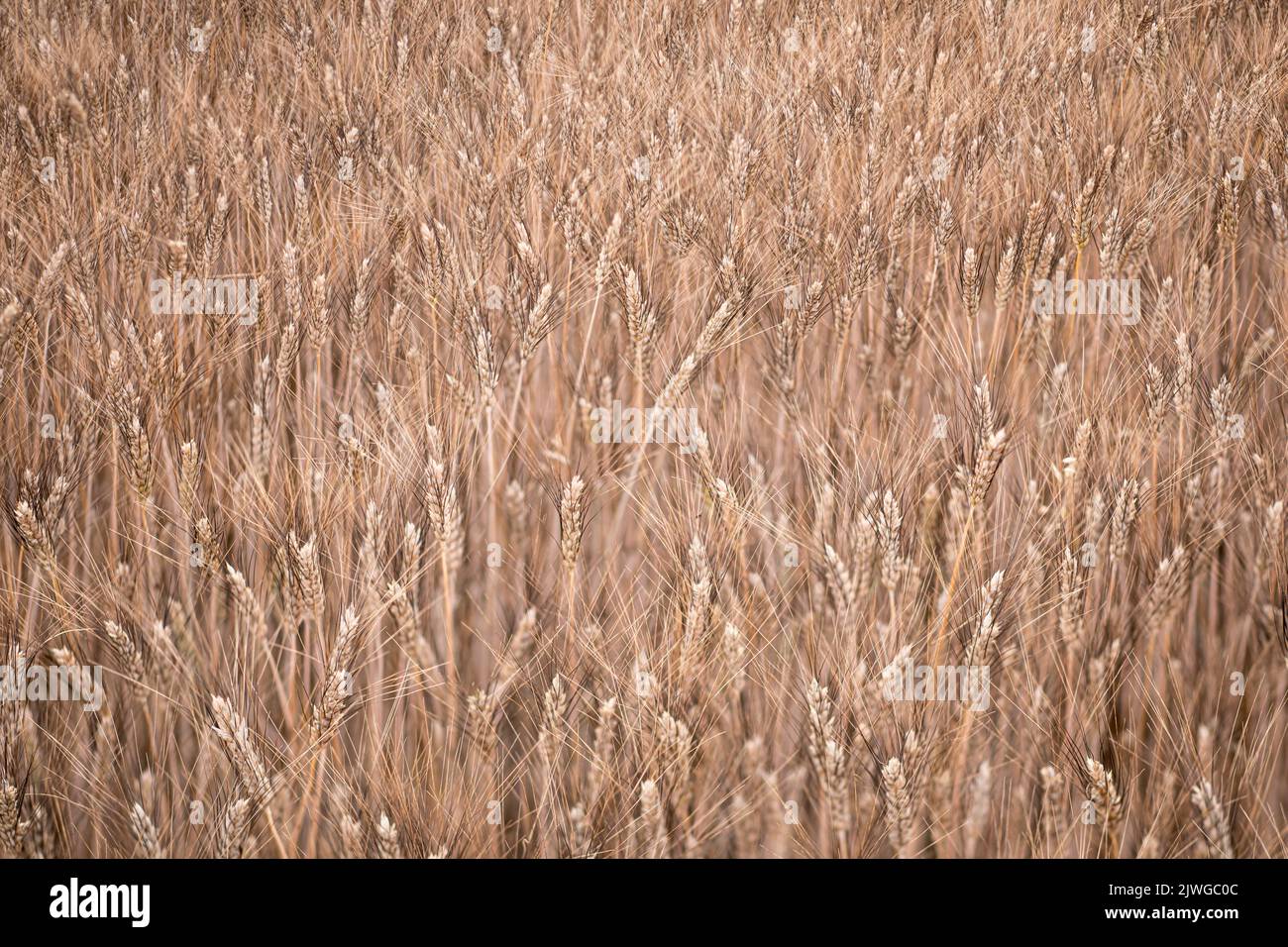 Closeup barley growing on field focused on tips of ears with dark