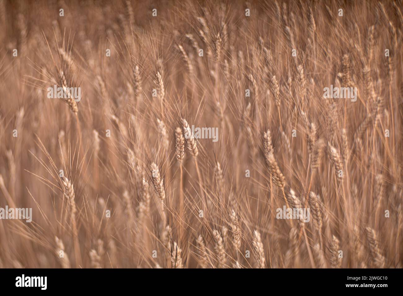 Closeup barley growing on field focused on tips of ears with dark