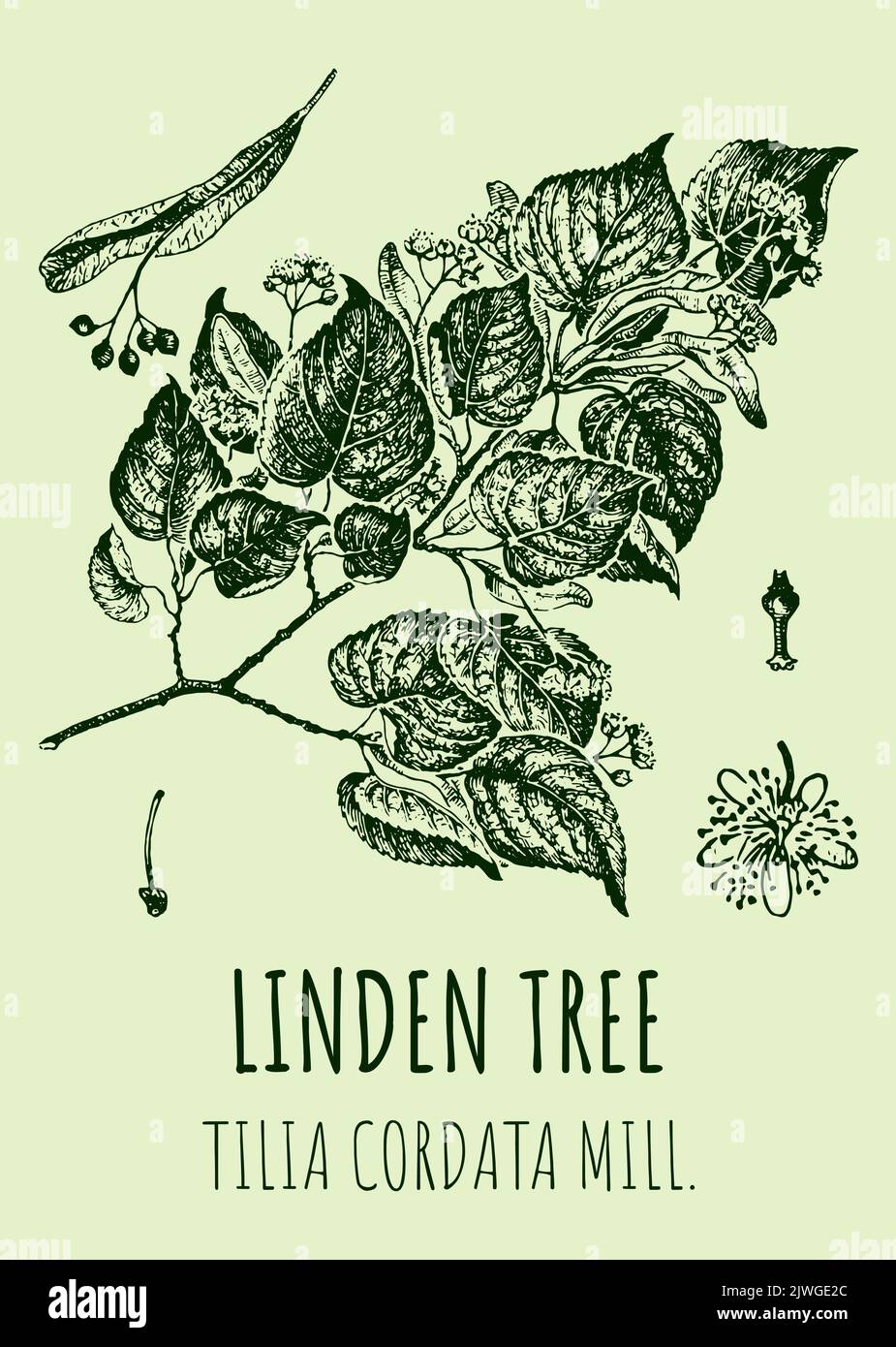 Tree Latin Names Linden Tree Latin Name