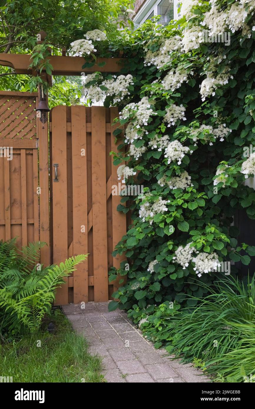 Climbing hydrangea hi-res stock photography and images - Alamy