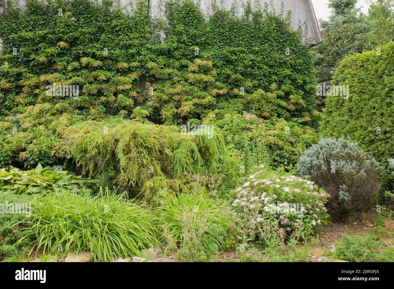 Garden border with assorted shrubs, trees and climbing white Hydrangea petiolaris growing on side wall of old wooden barn in summer. Stock Photo