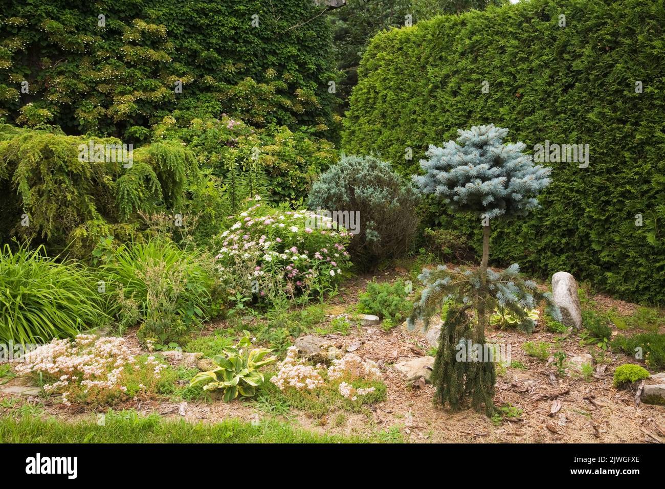 Garden border with assorted shrubs, trees, perennial flowers and Thuja occidentalis - Cedar tree hedge in summer. Stock Photo