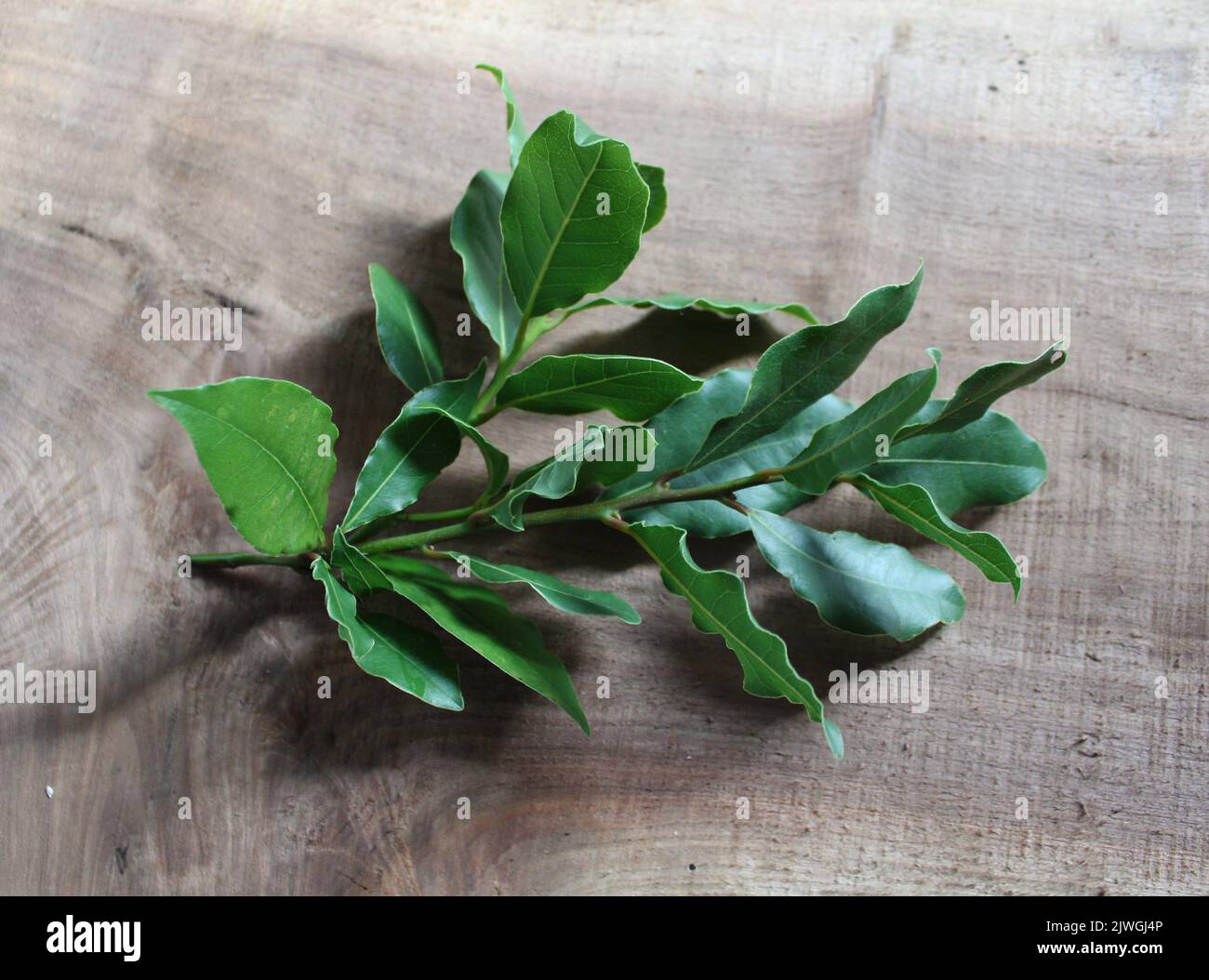 Fresh Cut Bay Laurel Branches on a Wood Background Stock Photo