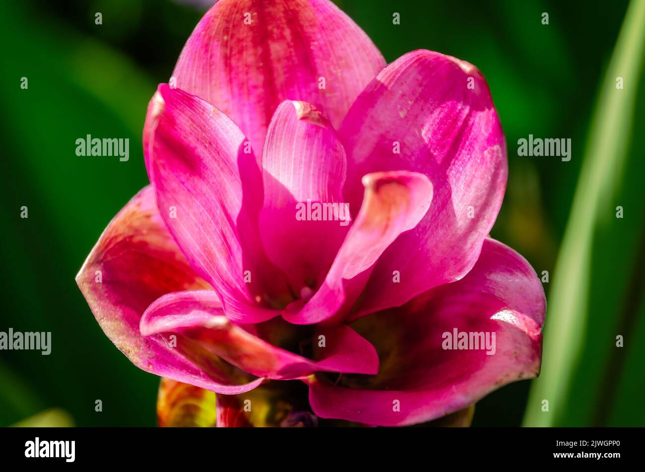 Siam tulip (Curcuma alismatifolia) blooms, Sept. 4, 2022, in Daphne, Alabama. Siam tulip is an exotic perennial from the ginger species. Stock Photo