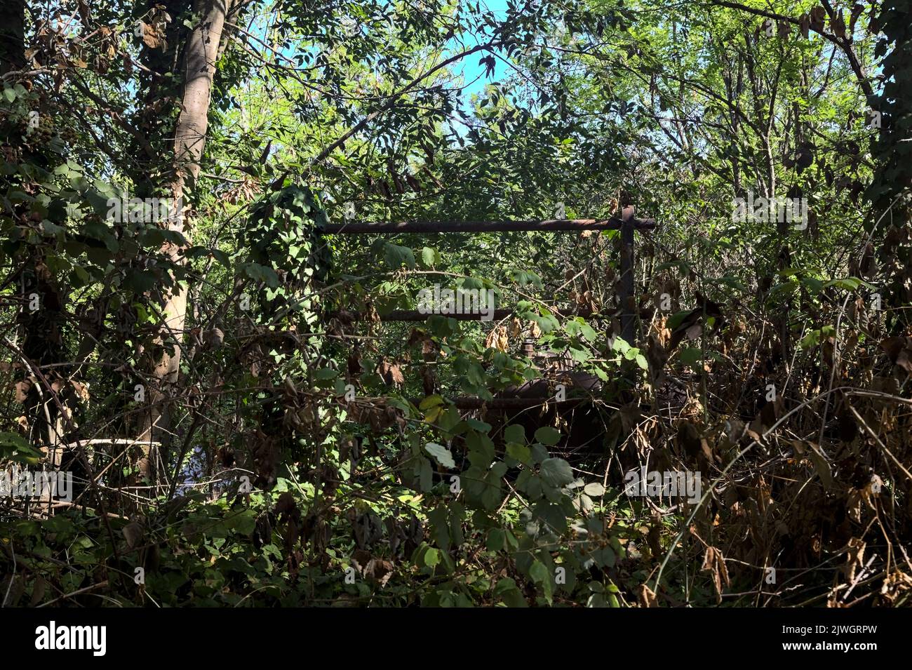 Bar covered by ivy in a grove Stock Photo Alamy