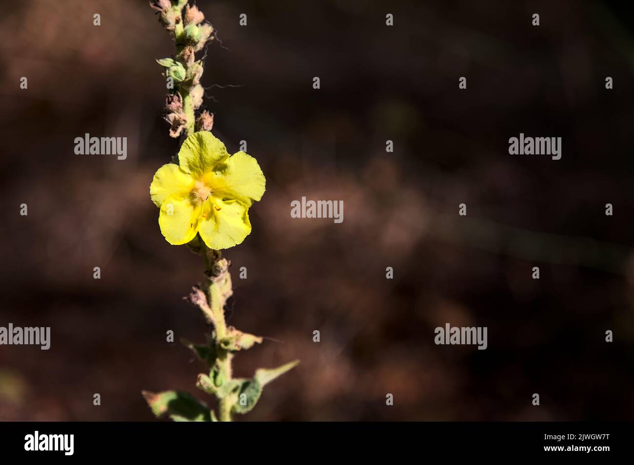 Mullein On Its Stem Seen Up Close Stock Photo Alamy