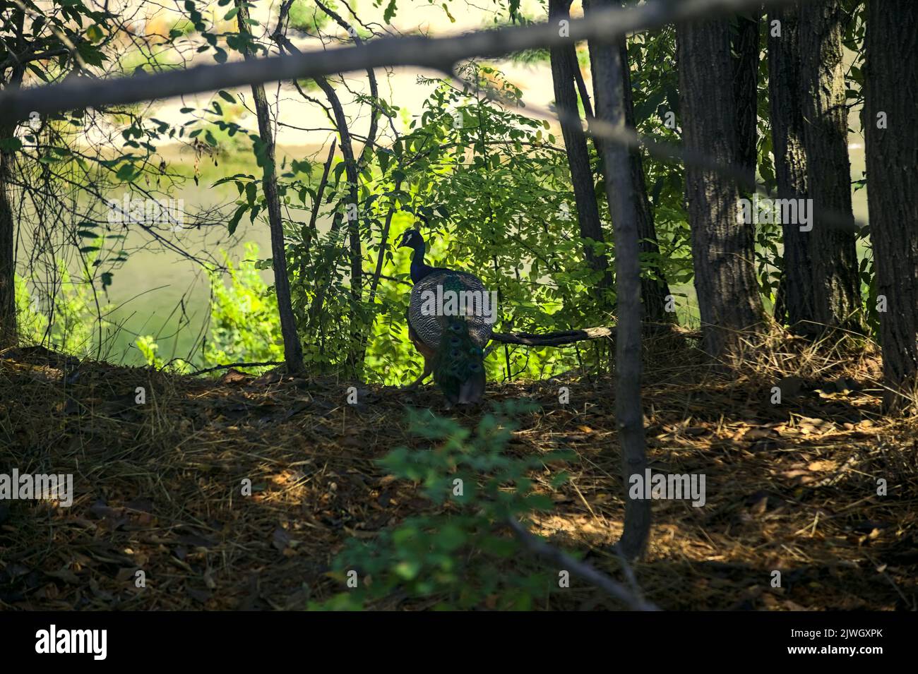 Peacock walking in a grove Stock Photo Alamy