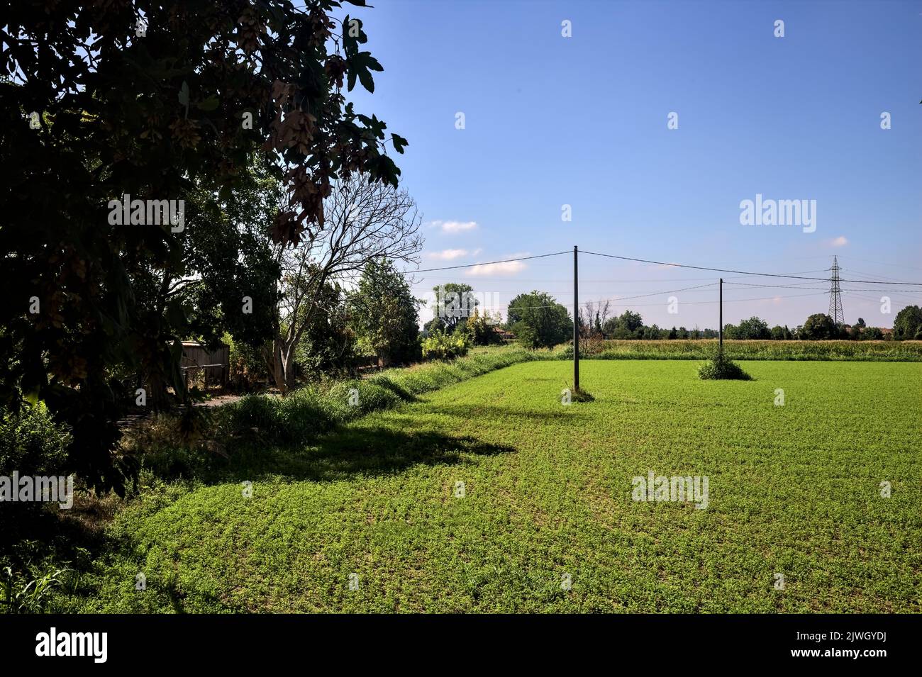 Forage grass field with wooden electricity poles on a summer day Stock ...