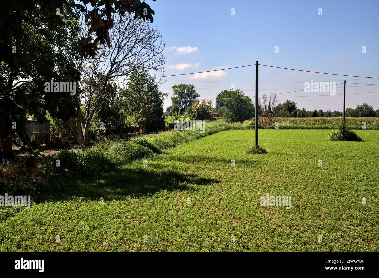 Forage grass field with wooden electricity poles on a summer day Stock ...