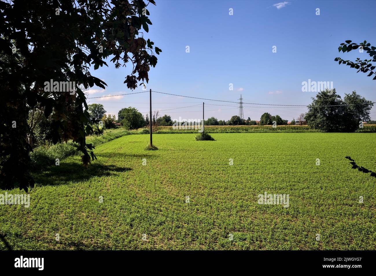 Forage grass field with wooden electricity poles on a summer day Stock ...