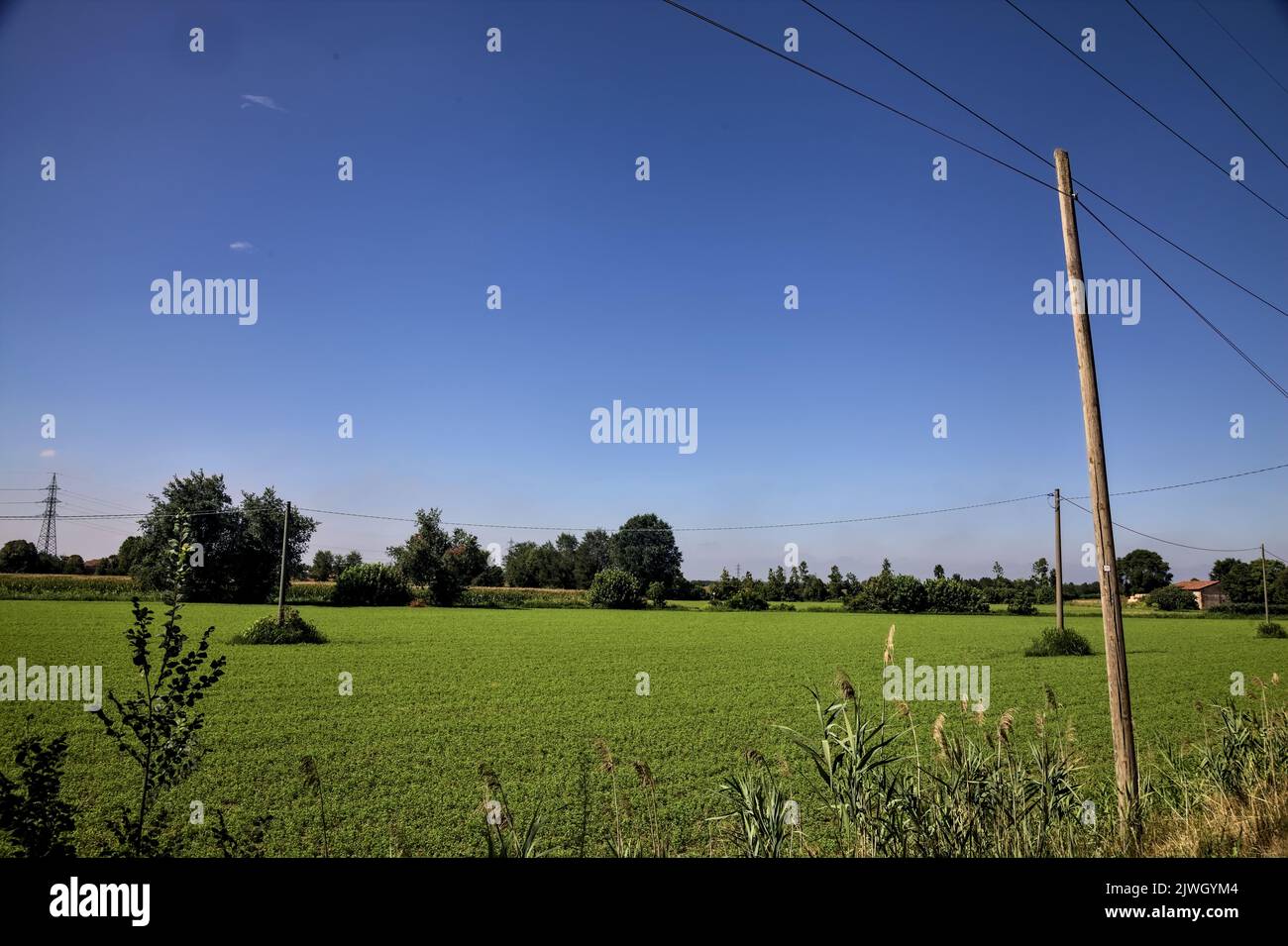 Forage grass field with wooden electricity poles on a summer day Stock ...