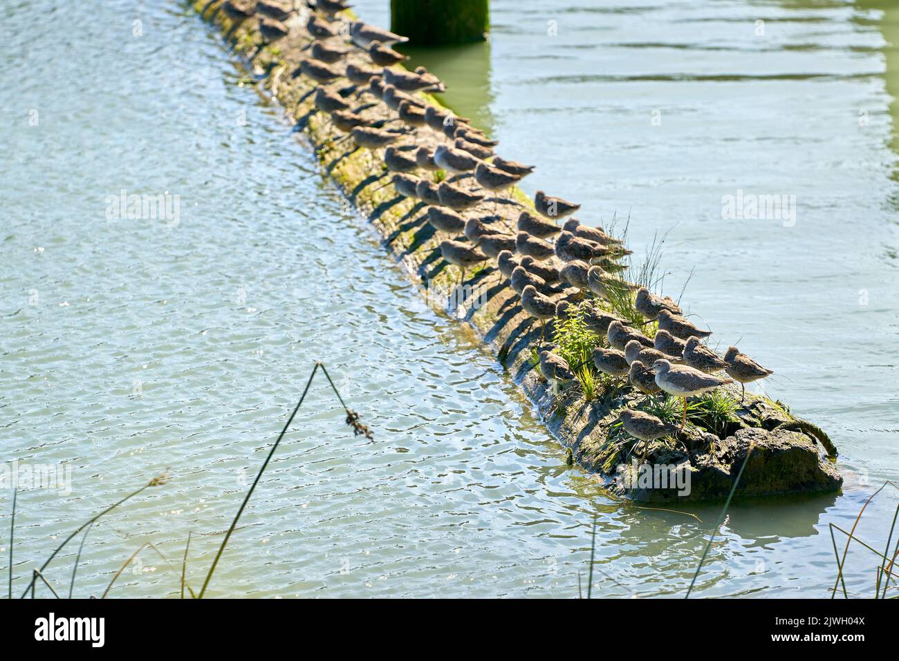 Lesser Yellowleg Sandpipers Resting. Lesser Yellowleg Sandpipers rest on a floating log. Stock Photo