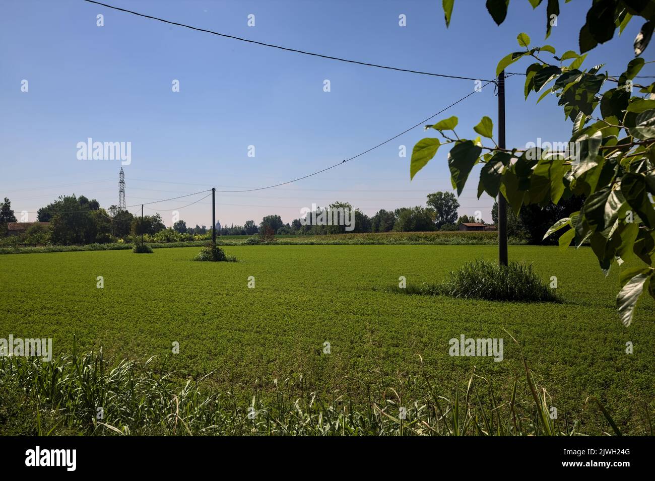 Forage grass field with wooden electricity poles on a summer day Stock ...