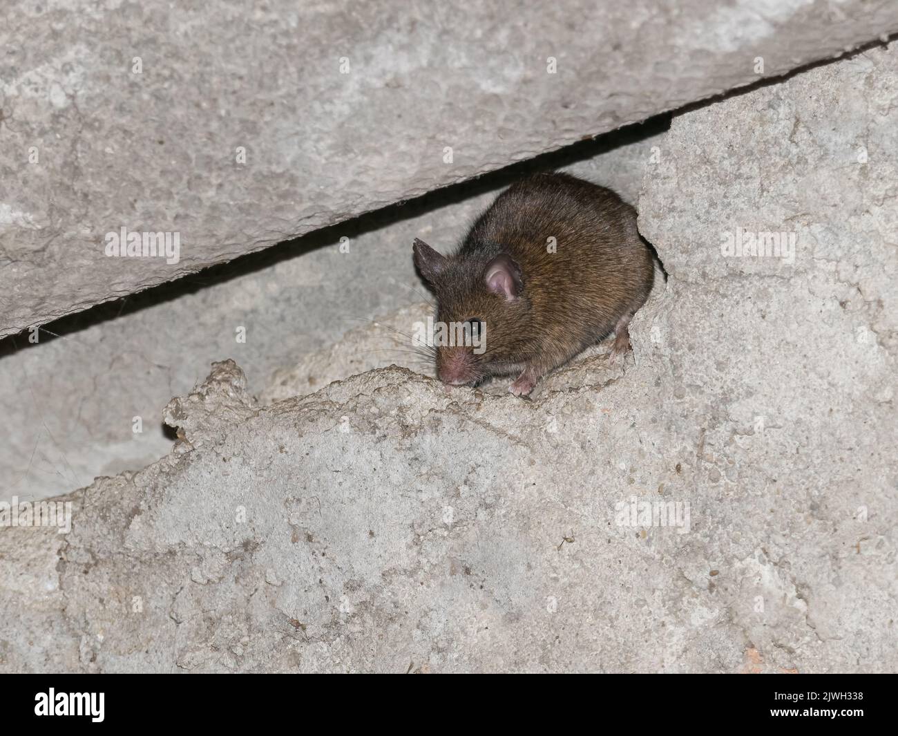 common mouse in wall hole inside the shed indoors Stock Photo Alamy
