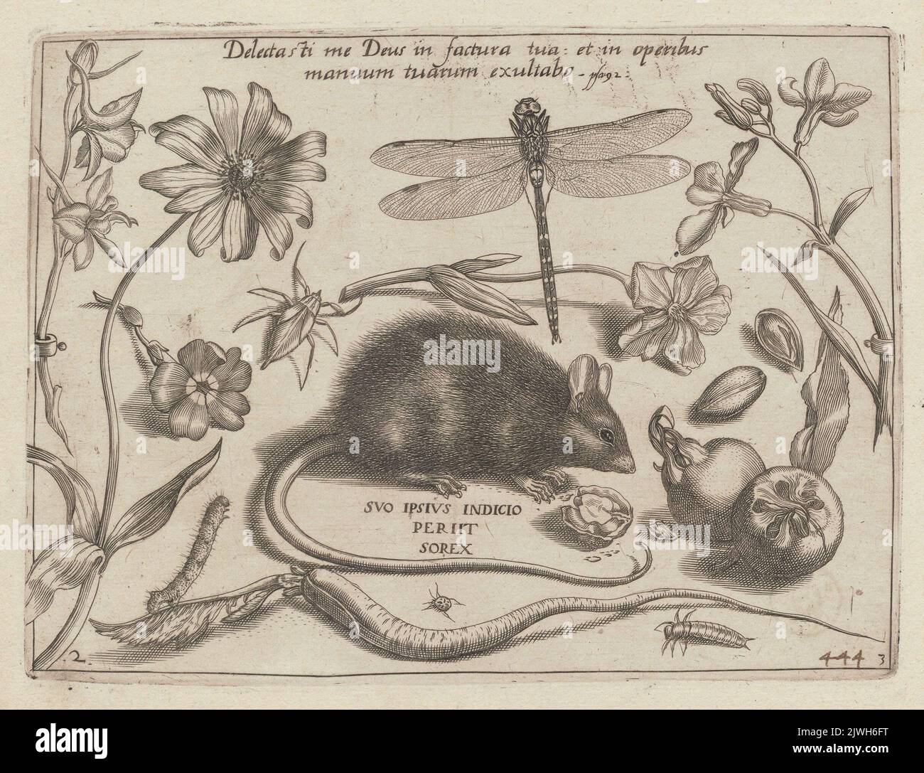 Studies of plants (e.g. flowers), insects (e.g. dragonfly) and a mouse; chart 2 of part III of the cycle.. Hoefnagel, Jacob (1575-ca 1630), graphic artist, Hoefnagel, Joris (1542-1601), draughtsman, cartoonist Stock Photo