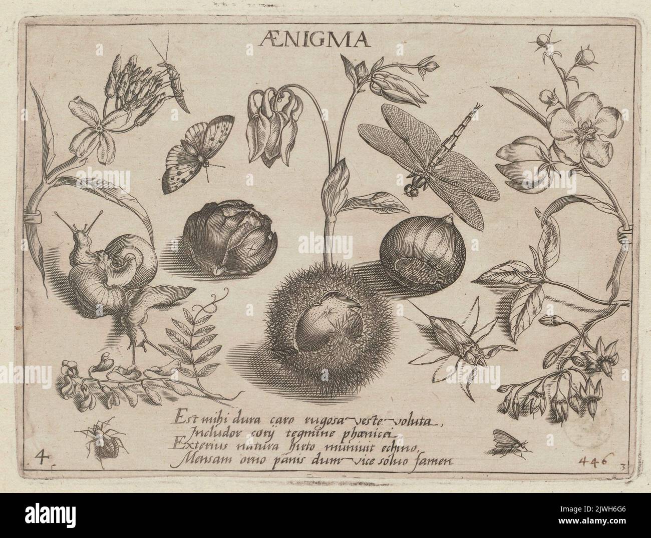 Aenigma, Studies of plants, insects (e.g. moth) Chart 3 of part IV of ...