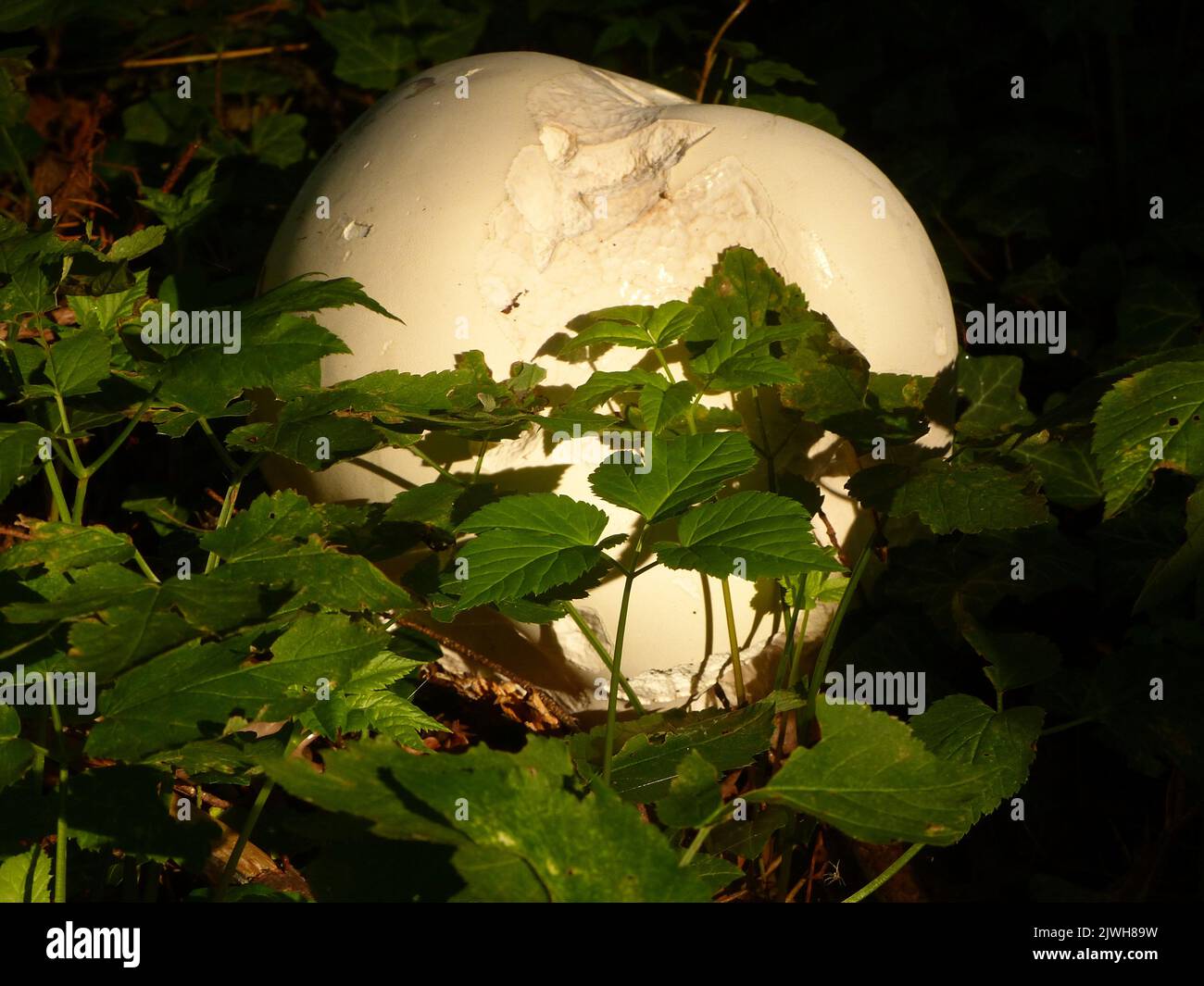Drebkau, Germany. 02nd Sep, 2022. A giant bovist, a meadow mushroom from the mushroom family, stands in a forest area in Lusatia. (dpa on ' Giant bovist, boletus & Co - mushroom hunting is worthwhile again') Credit: Silke Nauschütz/dpa/Alamy Live News Stock Photo
