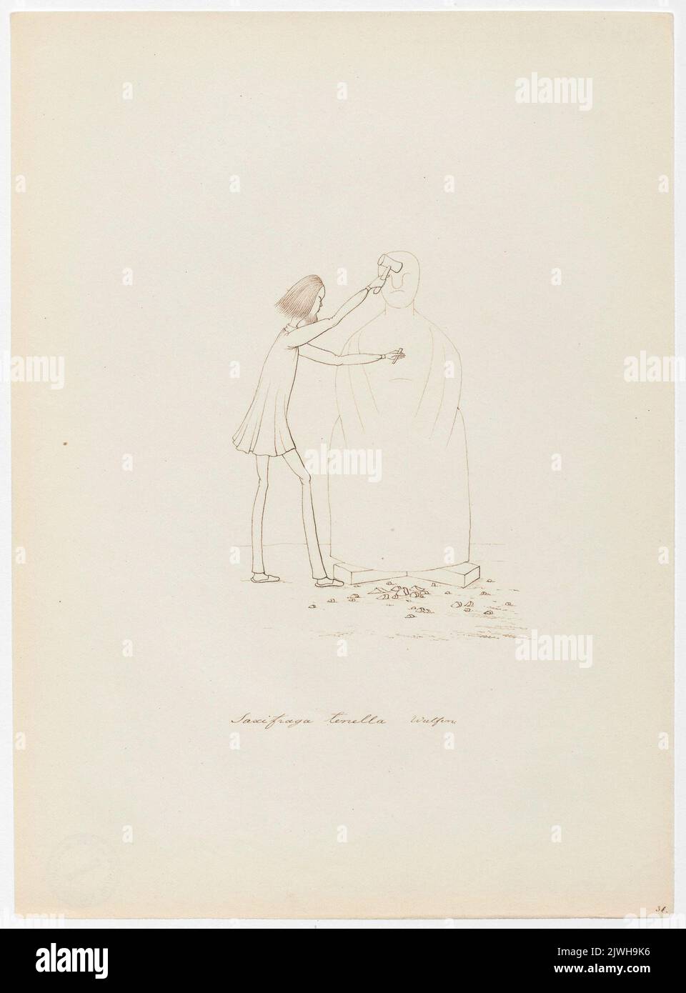 'Saxifraga tenella'. Winkler, Karl Gustav Adolf (1810-1893), draughtsman, cartoonist Stock Photo