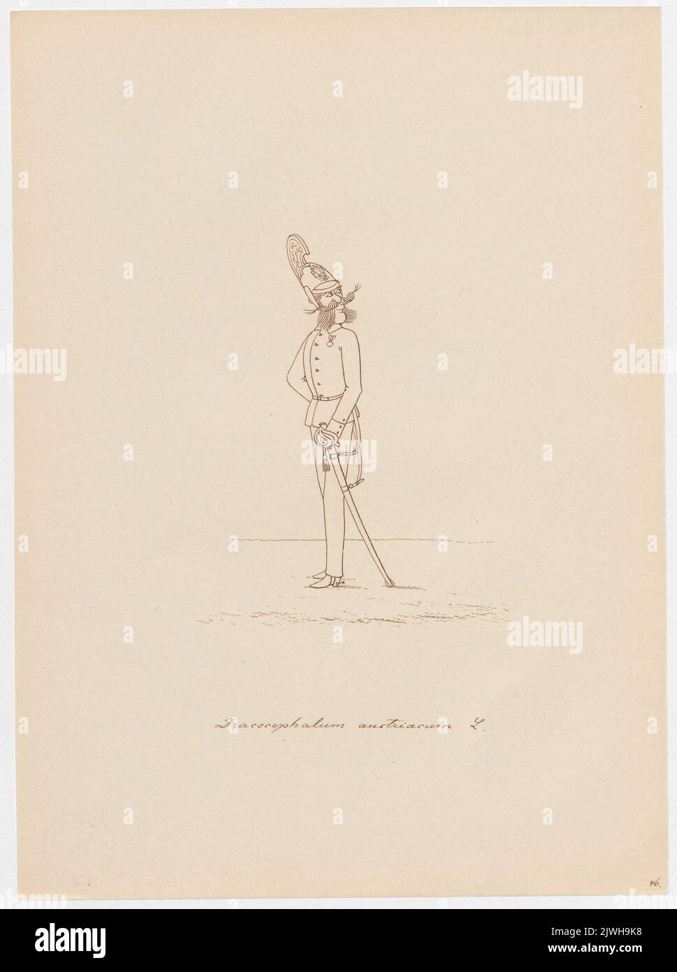 'Dracocephalum astriacum'. Winkler, Karl Gustav Adolf (1810-1893), draughtsman, cartoonist Stock Photo