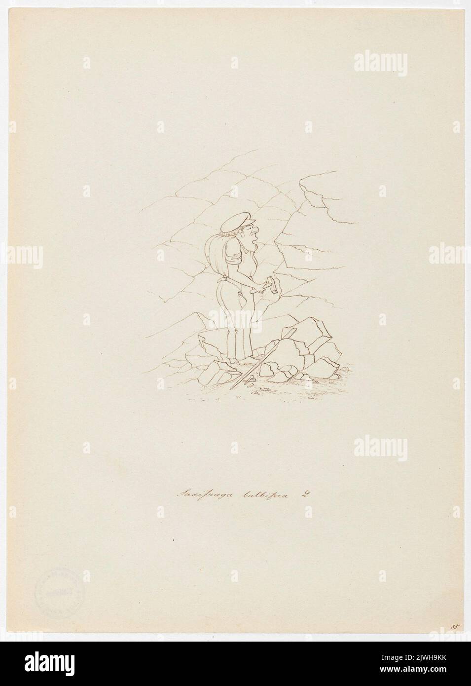 'Saxifraga bulbifera'. Winkler, Karl Gustav Adolf (1810-1893), draughtsman, cartoonist Stock Photo