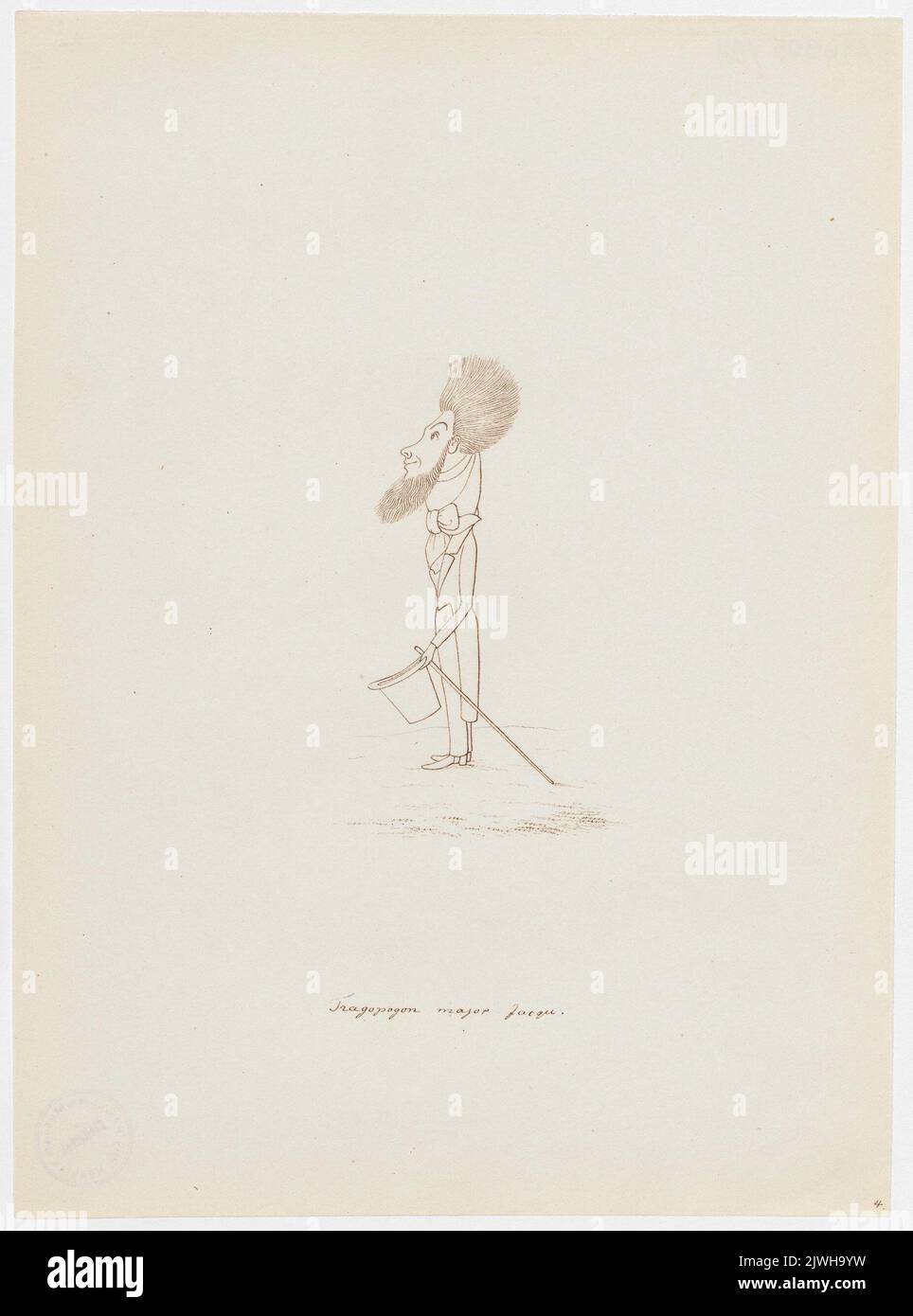 'Tragopogon major Jacqu'. Winkler, Karl Gustav Adolf (1810-1893), draughtsman, cartoonist Stock Photo