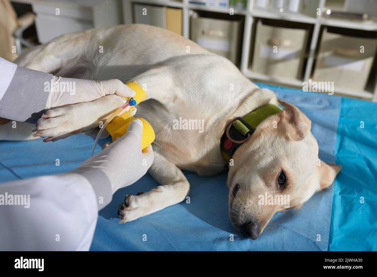 Calm labrador dog waiting when doctor applying yellow vetwrap to fix