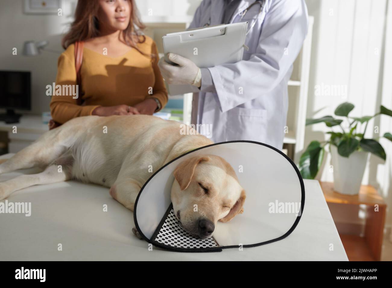 Dog with plastic Elizabethan collar around neck sleeping on medical